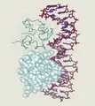 Cro im Komplex mit DNA