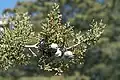 Subgenus Hesperocyparis: Zweig mit Blättern und Zapfen der Sargents Zypresse (Cupressus sargentii)