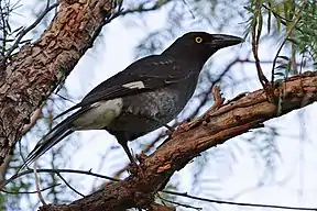 Dickschnabel-Würgerkrähe (Strepera graculina)