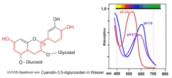 VIS-Spektren von Cyanidin-3,5-diglycosiden bei verschiedenen pH-Werten (Rotkohlsaft)