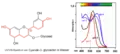 VIS-Spektren von Cyanidin-3-glycosiden bei verschiedenen pH-Werten (Holundersaft)