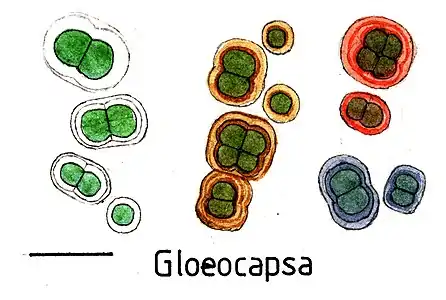 Verschieden gefärbte Spezies von Gloeocapsa. Balken ca. 10 µm