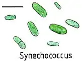 Illustration von Synecho­coccus. Balken ca. 10 µm