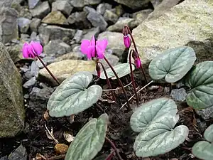 Untergattung Gyrophoebe: Vorfrühlings-Alpenveilchen (Cyclamen coum)