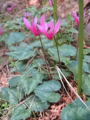 Untergattung Psilanthum: Geschweiftblättriges Alpenveilchen (Cyclamen repandum)