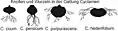 Wurzelformen in der Gattung Cyclamen.