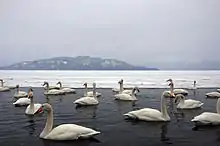 Im Vordergrund sind etwa zwei Dutzend Singschwäne im Kussharosee, der dahinter zugefroren ist. Im Hintergrund befindet sich die Vulkaninsel Naka-jima und das andere Ufer wegen des trüben Wetters nur undeutlich zu erkennen.