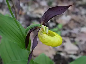 Einzelblüte