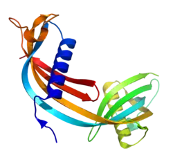 Cystatin C