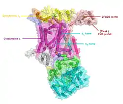 Cytochrom-c-Reduktase