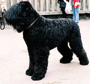 Russischer Schwarzer Terrier