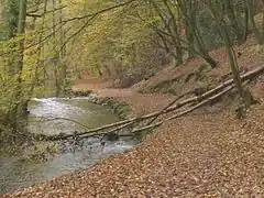 Düssel im NSG Westliches Neandertal