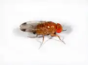 Kirschessigfliege (Drosophila suzukii) Männchen. Häufige milde Winter begünstigen die Überwinterung dieses neuen Schädlings, welcher verschiedenen Rotweinsorten befällt.