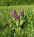 Breitblättriges Knabenkraut(Dactylorhiza majalis)