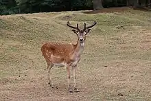 Ausgewachsener Damhirsch im Damwildgehege Leck – der Damhirsch sticht hervor durch das Schaufelgeweih der männlichen Tiere und sein geflecktes Fell, was er allerdings nur im Sommer trägt.