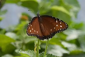 Danaus gilippus berenice