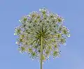 Wilde Möhre (von unten)(Daucus carota subsp. carota)