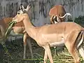 Eine Impala