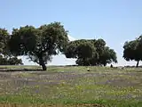 Dehesa im Frühling mit Weißstorch (Extremadura)