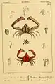 Derilambrus angulifrons (Latreille, 1825) & Parthenopoides massena (Roux, 1830) Lithografie von Jean Louis Florent Polydore Roux