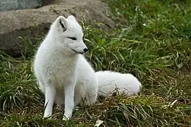 Polarfuchs (Vulpes lagopus)