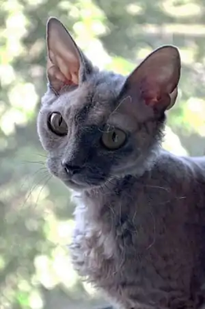 Devon Rex