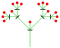 Dichasium