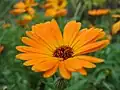 Blütenkörbchen von Dimorphotheca tragus, Syn.: Dimorphotheca aurantiaca mit Zungen- und Röhrenblüten