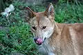 Dingo im Taronga Zoo