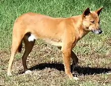 Dingo