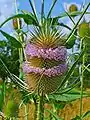 Wilde Karde (Dipsacus fullonum)