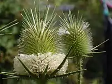 Schlitzblatt-Karde (Dipsacus laciniatus)