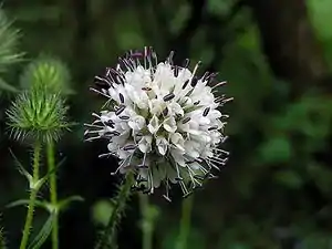 Behaarte Karde (Dipsacus pilosus)