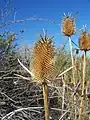 Weber-Karde (Dipsacus sativus)