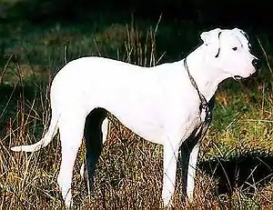 Dogo Argentino