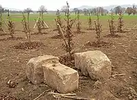 Steinerne Fundamentblöcke der Rednertribüne in der Gehölzpflanzung