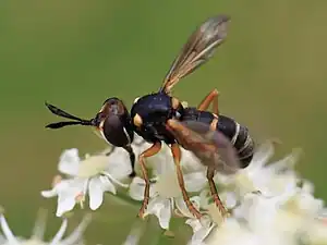 Abrachyglossum capitatum