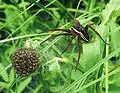 Weibchen der Gerandeten Jagdspinne (Dolomedes fimbriatus) mit Nachkommen