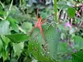 Weibchen von Dolomedes sulfreus mit Nachkommen