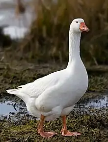 Emder Gans in Tasmanien