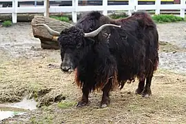 Yak (Bos mutus)