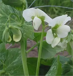 Blühende Erbsen (Pisum sativum)