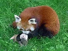 Weibchen des Kleinen Panda mit Jungen