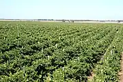 Verteilung der Sommertriebe in einem Weingarten in Australien