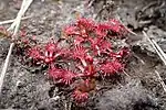 Drosera spatulata in Whakapapa, Waikato (New Zealand)