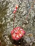 Drosera spatulata var. bakoensis, Sarawak