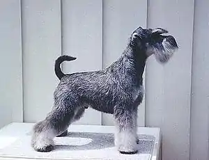 Schnauzer