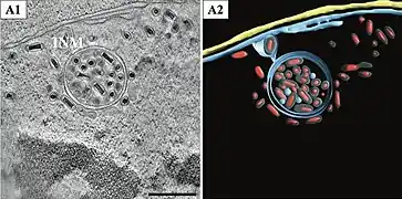 In einem Vesikel mit Doppelmembran eingeschlossene Virionen. Balken 500 nm.