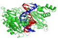 Das Restriktionsenzym EcoRV (grün) mit DNA.