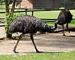 Emus